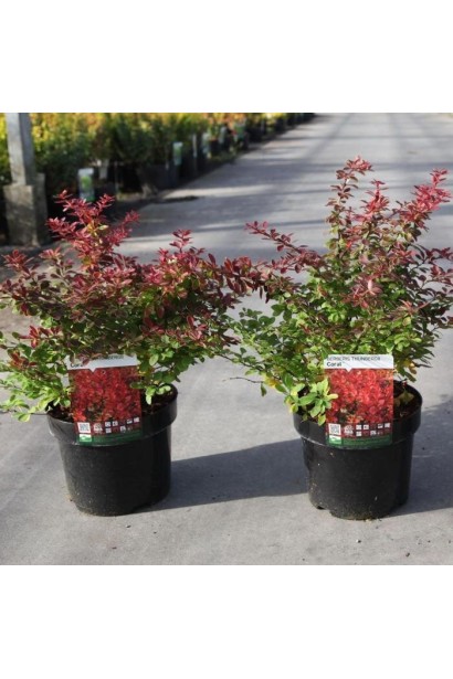 Барбарис тунберга Коралл в контейнере 5л